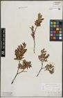 Foto von Salix lapponum L. x Salix myrtilloides L.